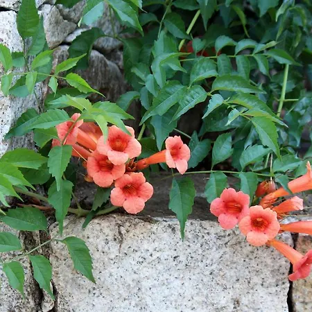 Et Benista Holiday park