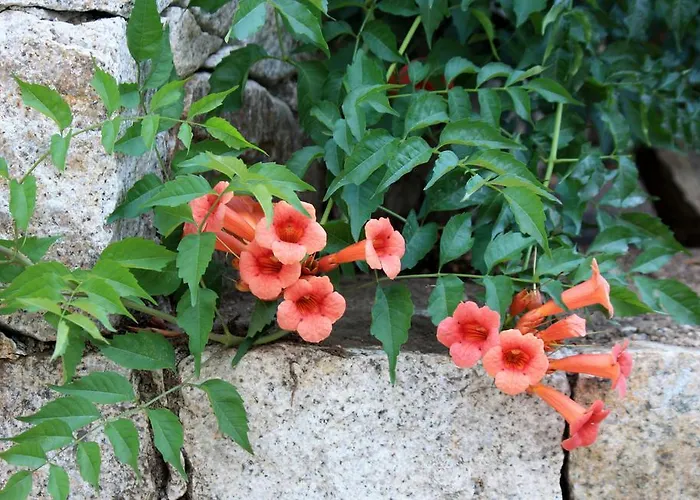 Et Benista Kompleks wypoczynkowy